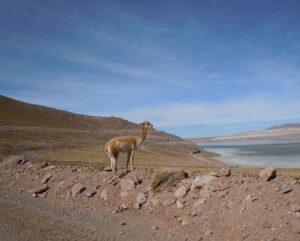 Restauración-y-enriquecimiento-ambiental